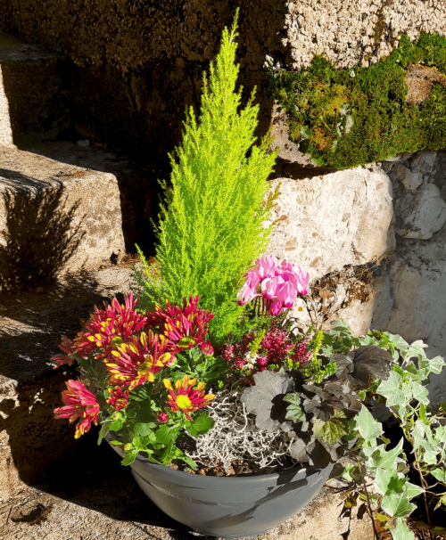 Composition de Plantes