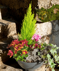 Composition de Plantes
