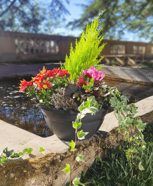 composition de plantes