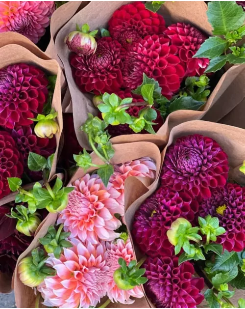 Dahlia : La fleur star de ce début d'automne