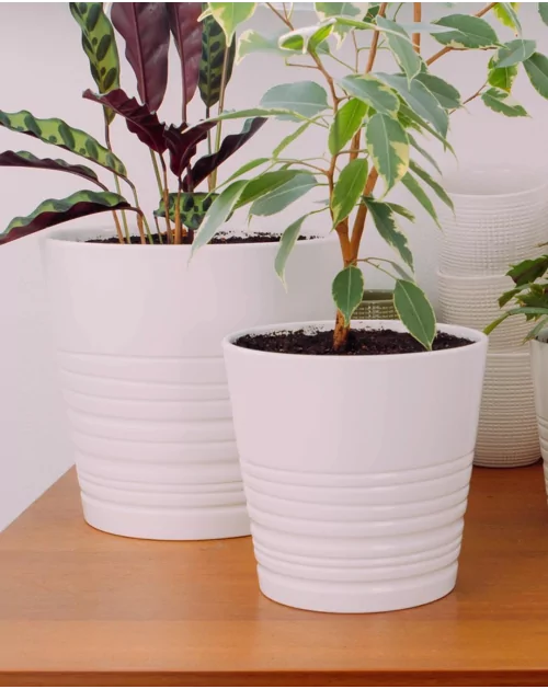 Comment arroser ses plantes pendant les vacances ?