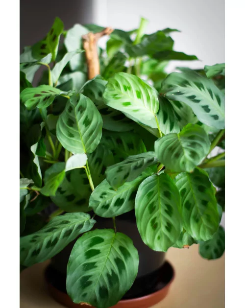 Ne jetez plus! Voici 5 astuce pour entretenir ses plantes