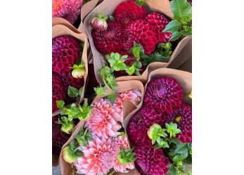 Dahlia : La fleur star de ce début d'automne